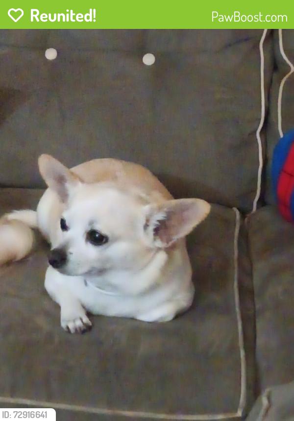 Reunited Male Dog last seen Pebble lake & meadow village , Houston, TX 77095