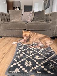 Found/Stray Male Dog last seen Found running down Birch Street coming off of Frankford Avenue, Philadelphia, PA 19134