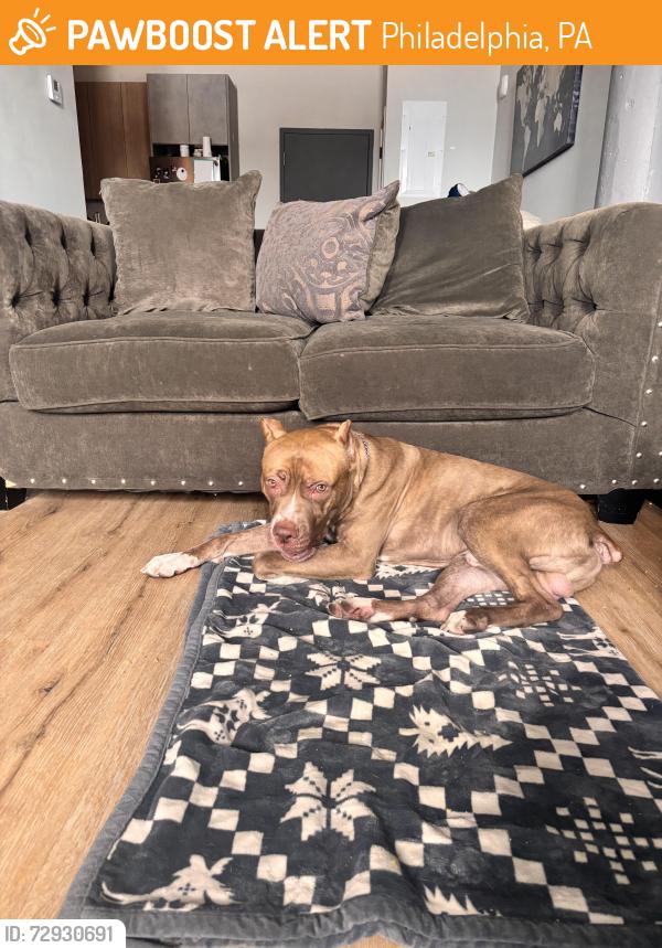Found/Stray Male Dog last seen Found running down Birch Street coming off of Frankford Avenue, Philadelphia, PA 19134