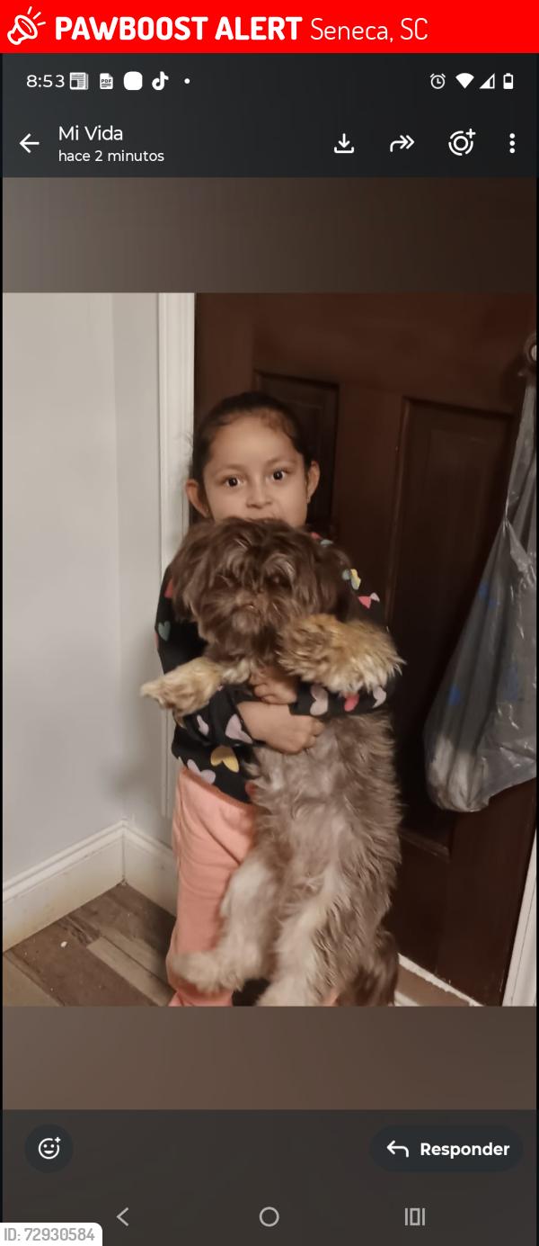 Lost Male Dog last seen Chiloh Rd s 3737, Seneca, SC 29678