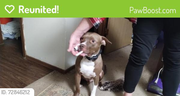 Reunited Male Dog last seen New Hope and 1st Street , Rogers, AR 72756