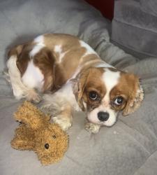 Reunited Female Dog last seen Menard and Hirsch, Chicago, IL 60651