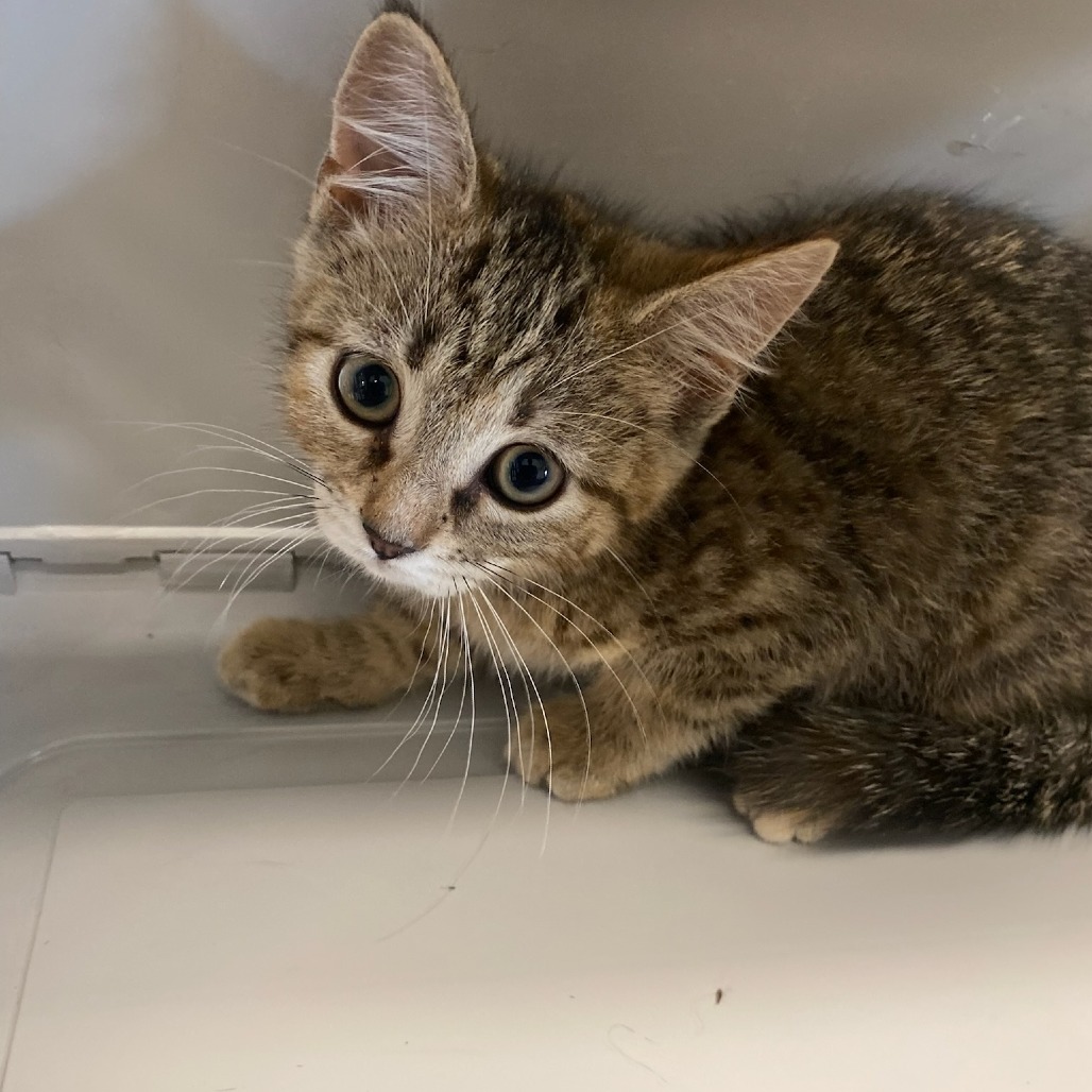 Shelter Stray Unknown Cat last seen , Memphis, TN 38133