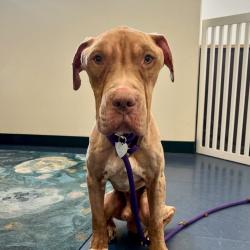 Shelter Stray Male Dog last seen , Los Angeles, CA 90018