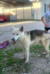 Found/Stray Male Dog last seen 171st w ave and 101st st s sapulpa, Sapulpa, OK 74066