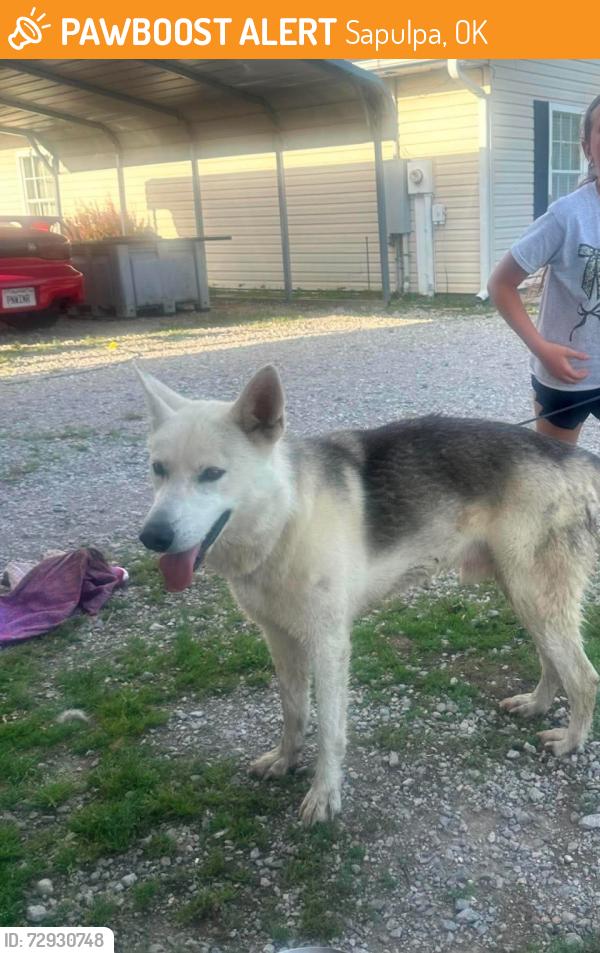 Found/Stray Male Dog last seen 171st w ave and 101st st s sapulpa, Sapulpa, OK 74066
