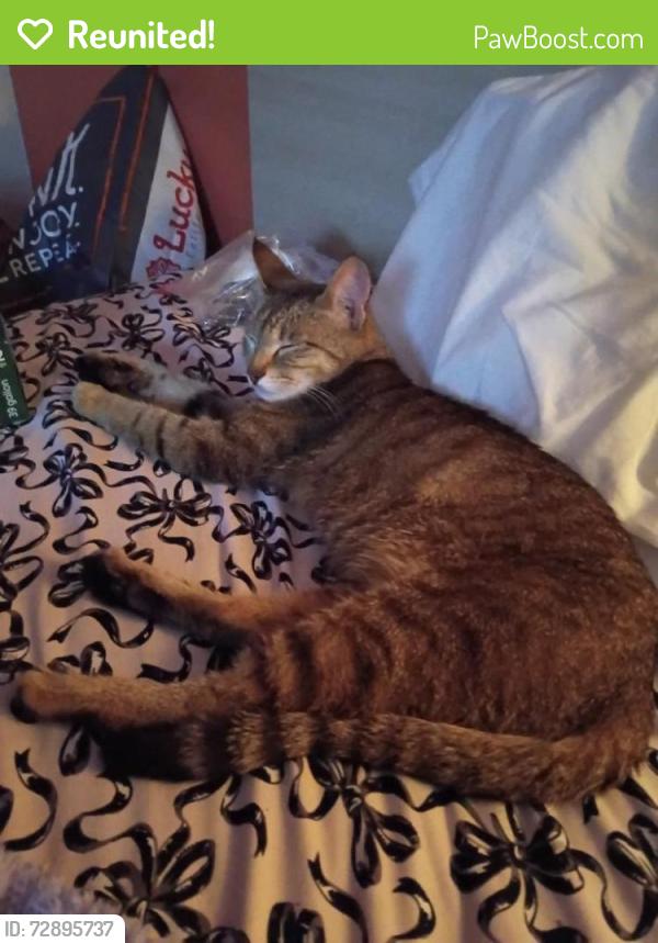 Reunited Unknown Cat last seen Near Fremont Blvd, Fremont, CA 94555, Fremont, CA 94555