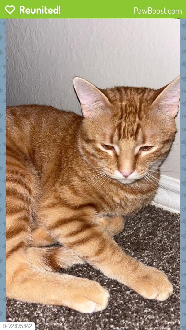 Reunited Male Cat last seen Lola ln and Susan Lee ln, North Richland Hills, TX 76180