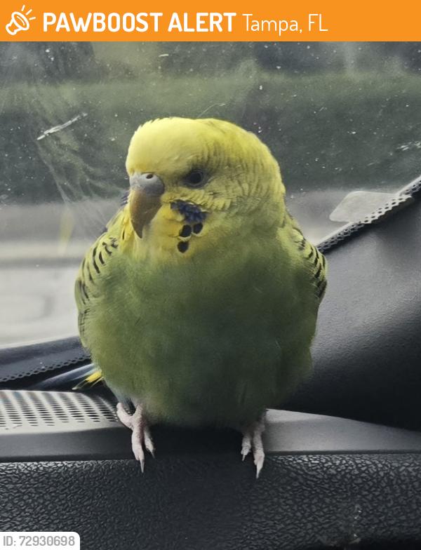 Found/Stray Unknown Bird last seen N. Highland Ave, Tampa, FL 33604