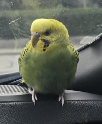 Found/Stray Unknown Bird last seen N. Highland Ave, Tampa, FL 33604