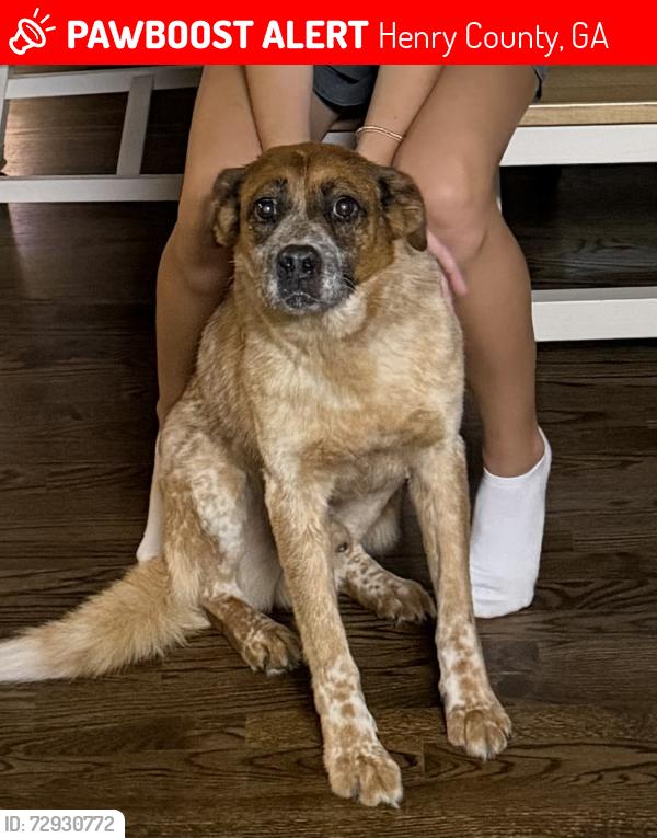 Lost Male Dog last seen Kelleytown, Henry County, GA 30252