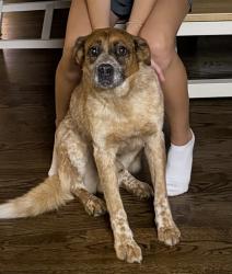 Lost Male Dog last seen Kelleytown, Henry County, GA 30252