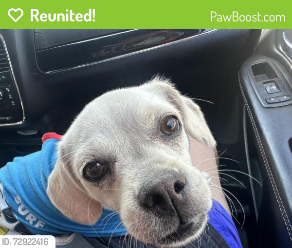 Reunited Female Dog last seen Near Panther Ave, Adelanto, CA 92301