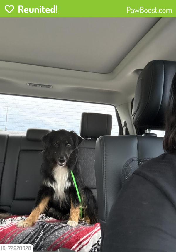 Reunited Male Dog last seen County rd 406, Floresville, TX 78114