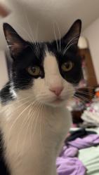 Reunited Male Cat last seen Near Hollowgreen Dr, Houston, TX 77082, USA, Houston, TX 77082