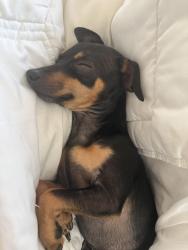 Lost Male Dog last seen California 32, Chico, CA 95928