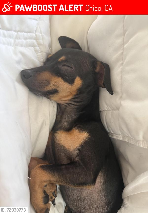 Lost Male Dog last seen California 32, Chico, CA 95928