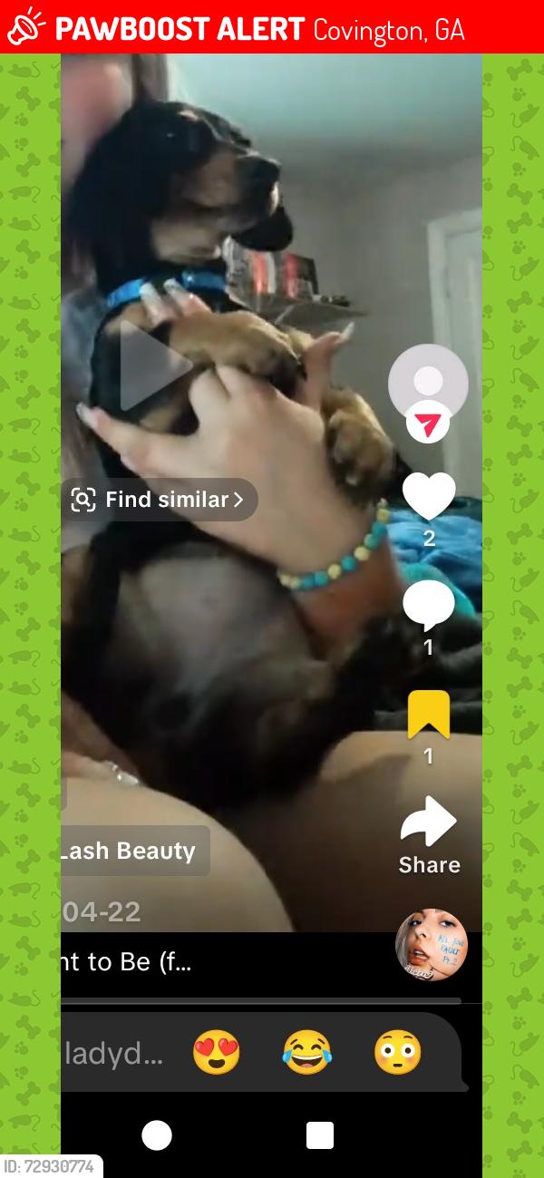 Lost Female Dog last seen Smith store rd , Covington, GA 30016