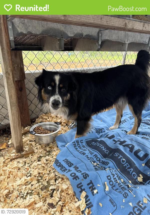 Reunited Male Dog last seen County rd 408, Floresville, TX 78114