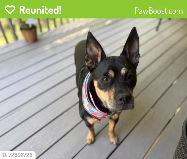Reunited Female Dog last seen Brevard Tennis and Athletic Club , Brevard, NC 28712