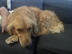 Found/Stray Female Dog last seen Near & pembroke rd , Hollywood, FL 33023