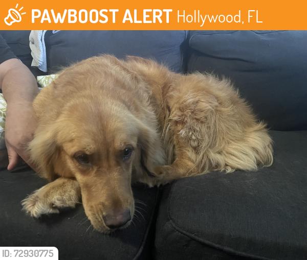 Found/Stray Female Dog last seen Near & pembroke rd , Hollywood, FL 33023