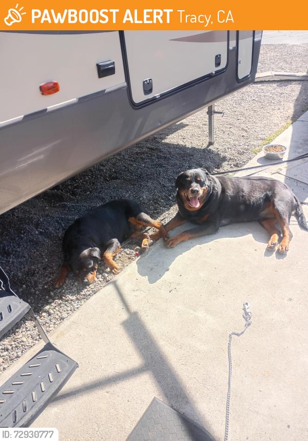 Found/Stray Male Dog last seen Chrisman road and 11th Street, Tracy, CA 95304