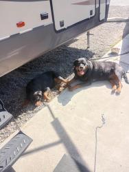 Found/Stray Male Dog last seen Chrisman road and 11th Street, Tracy, CA 95304