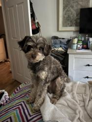Reunited Male Dog last seen Pinson softball park , Pinson, AL 35126