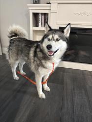Reunited Female Dog last seen Cranford way , Citrus Heights, CA 95610