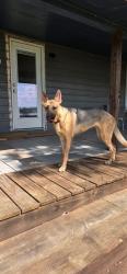 Reunited Female Dog last seen Oak drive / fireside dr, Lewisville, TX 75028