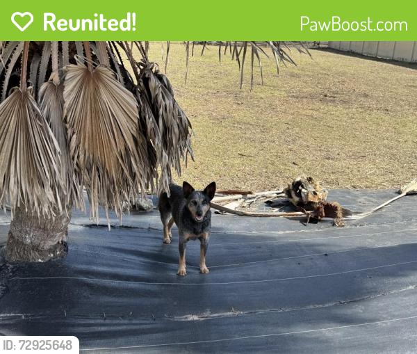 Reunited Female Dog last seen Chaffee Rd and old plank, Jacksonville, FL 32220