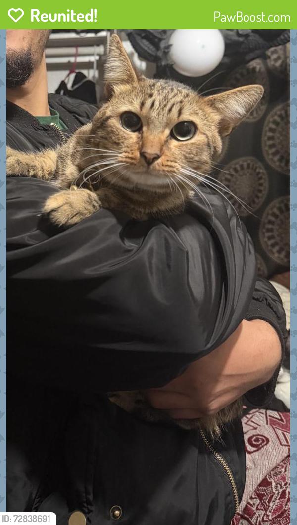 Reunited Male Cat last seen Old town temecula, Temecula, CA 92590