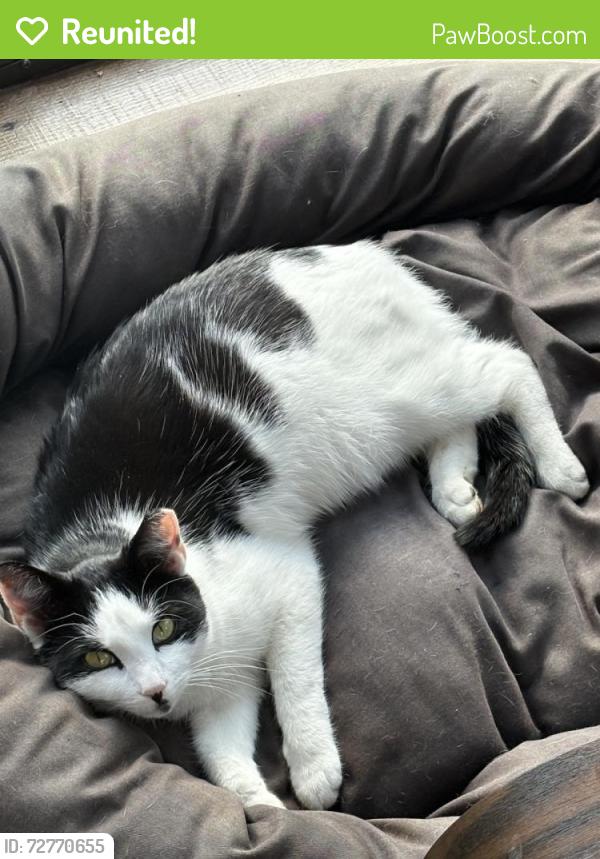 Reunited Female Cat last seen Brookshire Neighborhood, Carmel, IN 46033