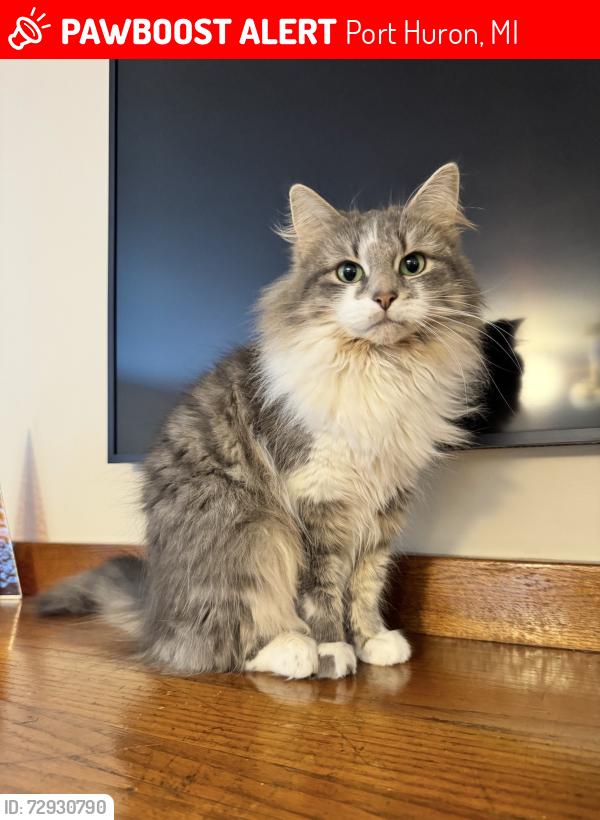 Lost Female Cat last seen Strawberry lane , Port Huron, MI 48060