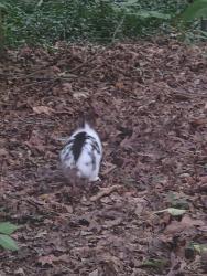 Found/Stray Unknown Rabbit last seen Near tree lines around Hinton hollow cul-de-sac apts. , Knoxville, TN 37931
