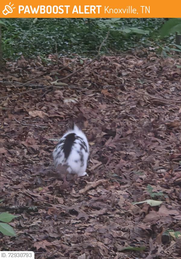 Found/Stray Unknown Rabbit last seen Near tree lines around Hinton hollow cul-de-sac apts. , Knoxville, TN 37931