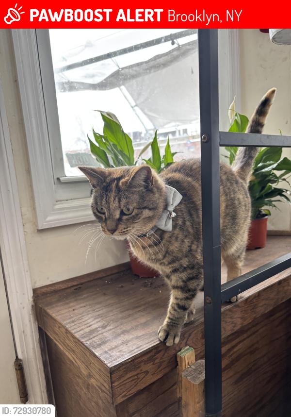 Lost Female Cat last seen Near for Hamilton parkway Brooklyn ny 11219, Brooklyn, NY 11219