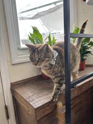 Lost Female Cat last seen Near for Hamilton parkway Brooklyn ny 11219, Brooklyn, NY 11219