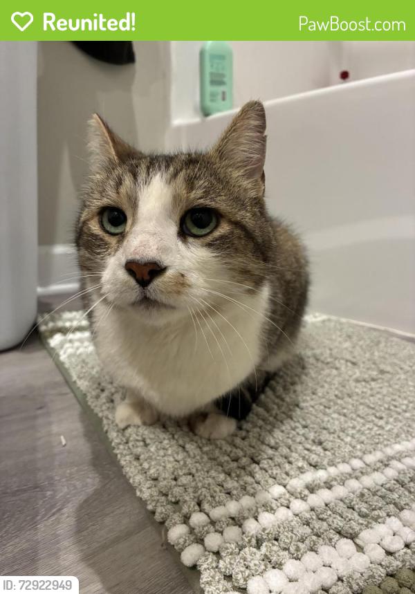 Reunited Male Cat last seen Burdeck st and Princeton road , Rotterdam, NY 12306