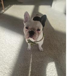 Reunited Male Dog last seen Jurupa st, Van Buren, Rutile , Riverside, CA 92509