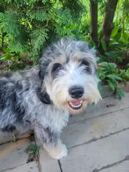 Reunited Female Dog last seen New falls rd and levittown parkway, Levittown, PA 19054