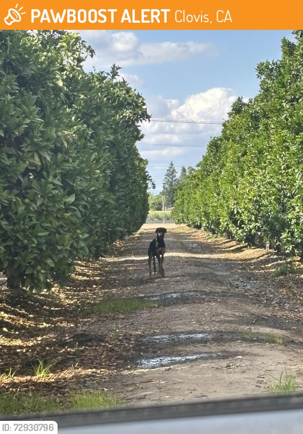 Found/Stray Unknown Dog last seen Bullard and willow, Clovis, CA 93612