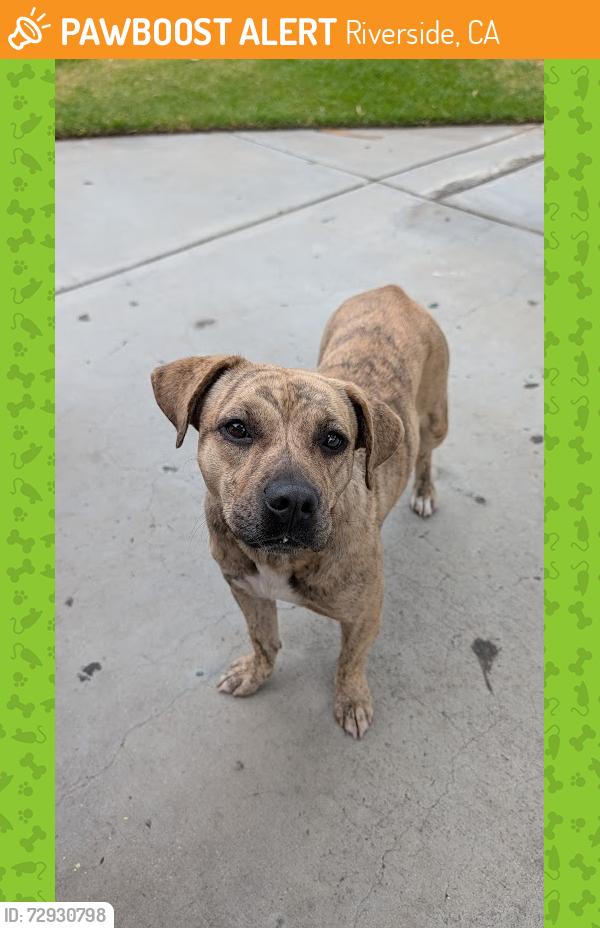 Found/Stray Female Dog last seen Near Monroe St, Riverside, CA 92504, Riverside, CA 92504