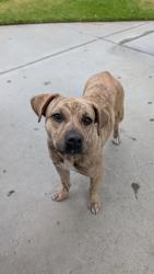 Found/Stray Female Dog last seen Near Monroe St, Riverside, CA 92504, Riverside, CA 92504
