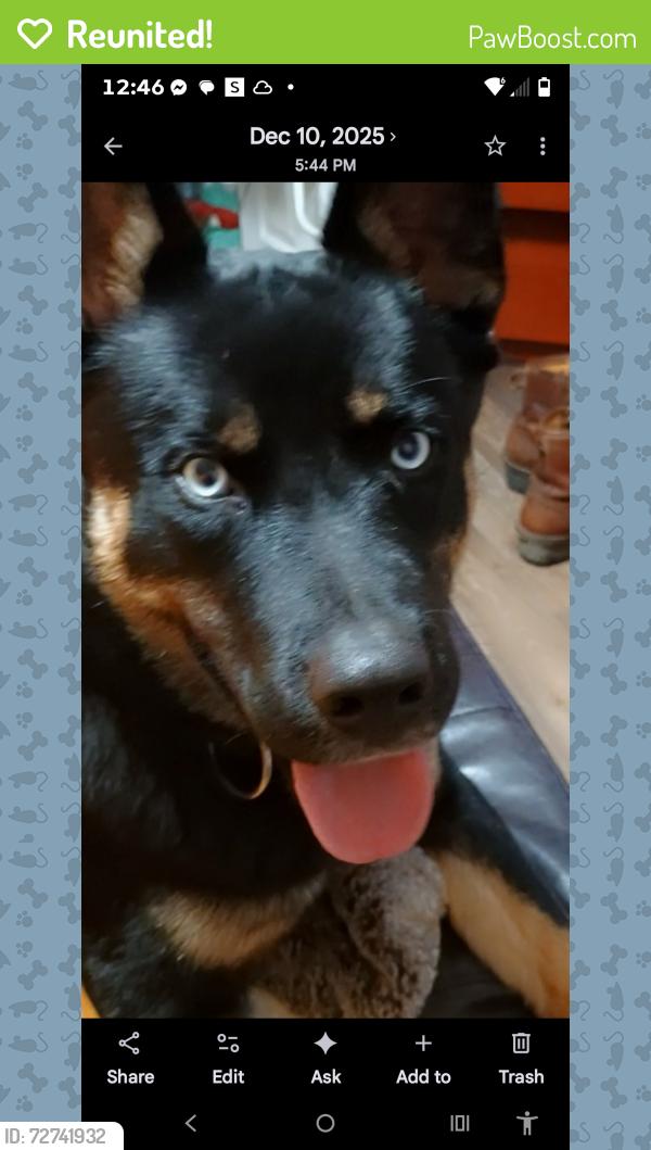 Reunited Male Dog last seen Bennet road Franklin nc , Franklin, NC 28734
