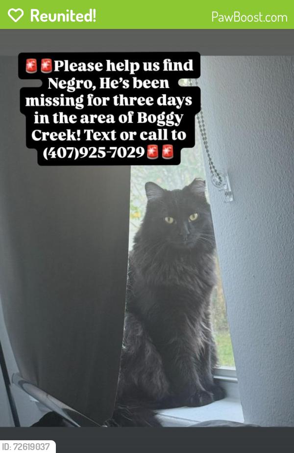 Reunited Male Cat last seen Springlake Village Blvd / Boggy Creek Rd, Osceola County, FL 34744