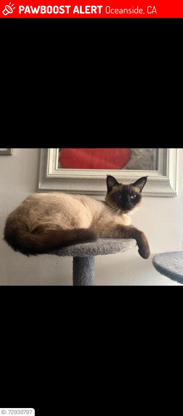 Lost Male Cat last seen Thomas st/ college blvd , Oceanside, CA 92056