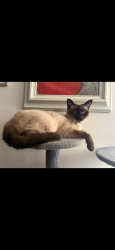 Lost Male Cat last seen Thomas st/ college blvd , Oceanside, CA 92056