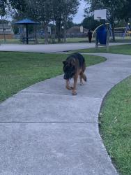 Found/Stray Male Dog last seen Park, Corpus Christi, TX 78413